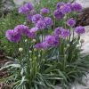 Armeria Ballerina Lilac